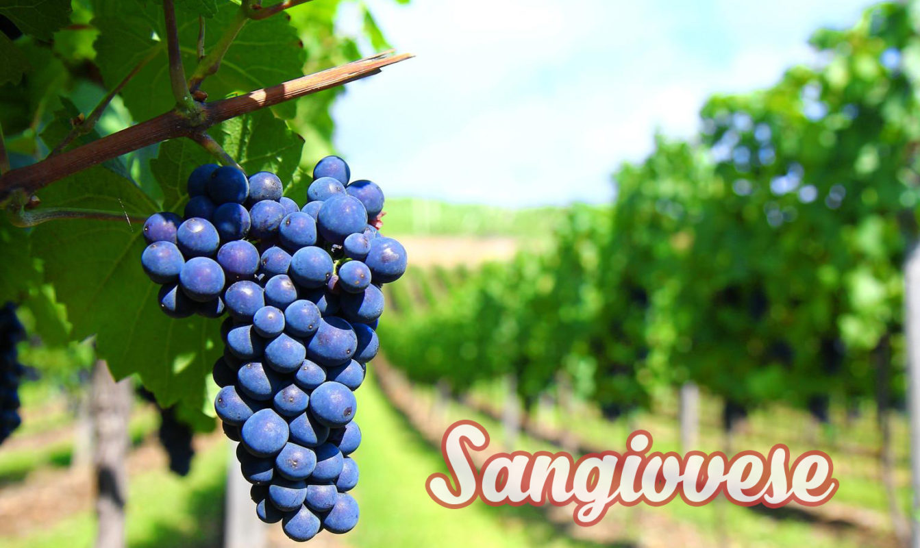 Sangiovese lam vang y 1989