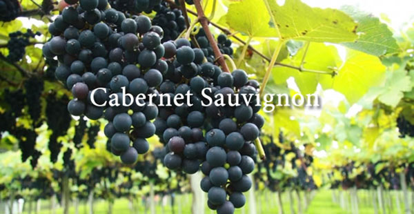 giong nho do Cabernet Sauvignon 2