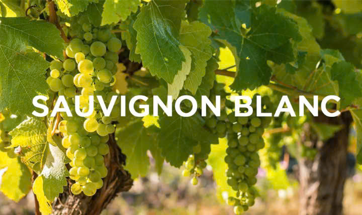 Giong nho trang Sauvignon Blanc