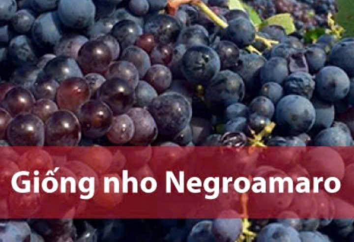 Nho NegroAmaro lam vang Stefano